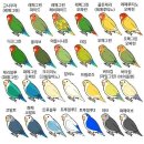 앵무세상 이미지