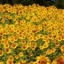 썬플라워(sun flower)
