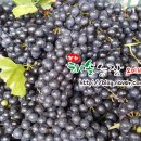 해솔농장 이미지