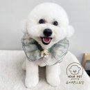 오늘은 그루밍 | 정왕동강아지미용 즐거운 가위컷 시간