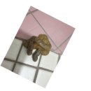 신길S동물의료센터 이미지