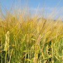 보리농장 이미지