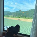 옥봉목장 | 알찼던 평창 2박 3일 (평창육백마지기/ 스키점프센터/ 켄싱턴/ 밀브릿지/ 봉평시장/ 라마다/ 순수양떼목장)