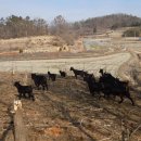 사방염소농장 이미지