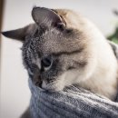 공감＋동물의료센터 이미지