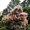 꽃이 안개처럼 피어난다고 이름 붙여진 안개나무(Cotinus coggygria Scop.) 이미지