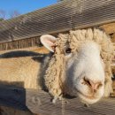 오목골 목장 | 강원도 애견동반 여행 첫째날(2)- 대관령 순수양떼목장, 대관령 한우프라자, 세인트존스 호텔, 포이푸펍