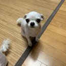 반갑다(반려견이 갑이다) 이미지