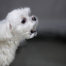 이리온 동물병원 이미지