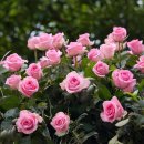 행복한 꽃 이미지