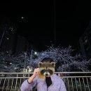 벚꽃호프