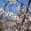쌍옥골 | [스크랩] 봄이 오는 길목에서 --전령사 梅花(빙기옥골 (氷飢玉骨)