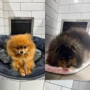 돌담펫호텔 이미지