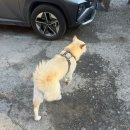 읍내2구 | [평창 숙소] 별이 쏟아지는 낭만있는 글램핑 ! 평창읍 뇌운계곡글램핑 투명돔스테이4 후기