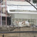 중앙식료시장 | 대전 은행동 수제콜라를 마실수 있는 카페 올디콜라 방문후기