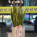 청연염소골