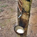 신흥농장 이미지