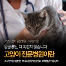 석촌호수동물병원 | 잠실 고양이 동물병원, 대표원장 1인 진료의 중요성?