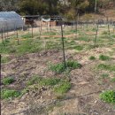 금송농장 이미지