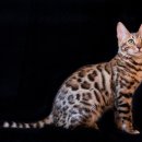 도그마루 강아지 고양이 부산점 이미지