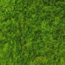 푸른잔디 이미지