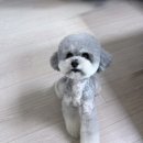 멍쌀롱 | [갈매/애견] 강아지 스트레스 없이 귀엽게 <살롱드멍> 내돈내산 솔직 후기