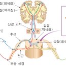 케네디 병(Kennedy Disease) 바로 알기 - 2. 이미지