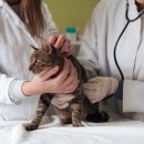 위즈동물병원 이미지