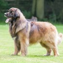 애견백과 - 레온베르거 (Leonberger) ﻿ 이미지