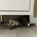 내포조은동물병원 이미지