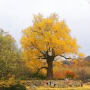 말하는은행나무 이미지