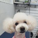 정말귀엽개 네이버블로그