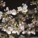 위림초교 이미지