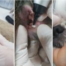 플러스동물병원 이미지