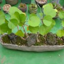 보우근화 이미지