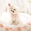까미와둥이