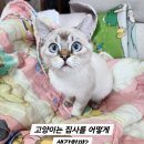 고양이집사 이미지