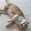 용인해성동물병원 이미지