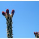 솔잎이슬 이미지