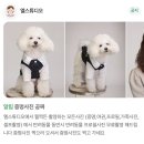 부산초량동물약국 | [부산 동구] 부산프로필사진 자연스럽게 잘 찍는 초량사진관 “엘스튜디오” 솔직 후기 | 고양이가 있는...