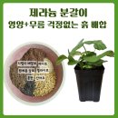 애지농장 | 러시아, 유럽 제라늄 분갈이 흙 배합 &amp;분갈이 후 관리