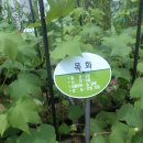 주렴농장 Daum카페