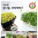 새싹 - 강북구 인수봉로77길 3 | 새싹