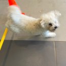 개밥주세요 이미지