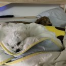 댕글로리 이미지