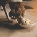 쌀강아지 이미지