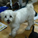 안양여고사거리 이미지