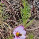 무접섬 앞 이미지