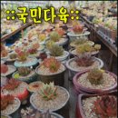 짱다육