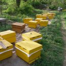 건강한 봉군만들기 위한 7월꿀벌관리(꿀벌지기오백영) 이미지
